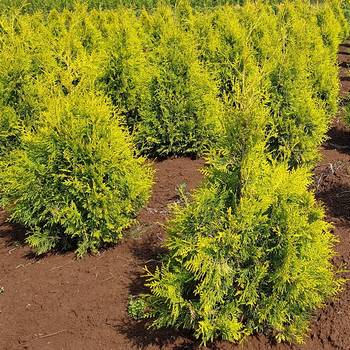 Туя западная ‘Golden Brabant’ (Thuja occidentalis ‘Golden Brabant ’)